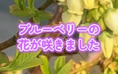 関東最大級　東金ジャンボブルーベリー