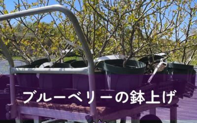 関東最大級　東金ジャンボブルーベリー