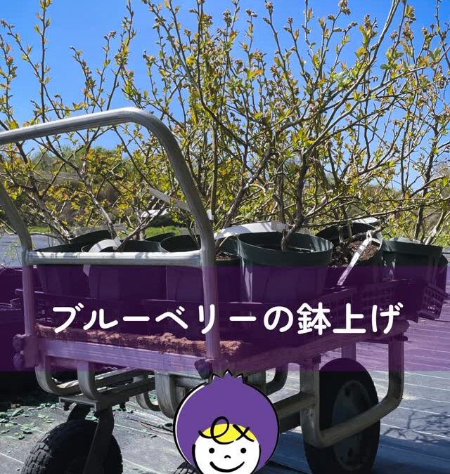 関東最大級　東金ジャンボブルーベリー