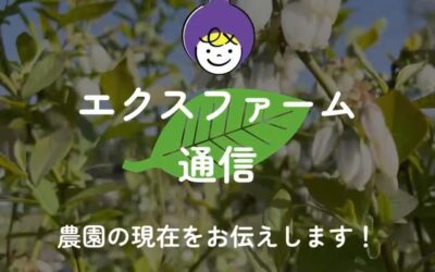 関東最大級　東金ジャンボブルーベリー