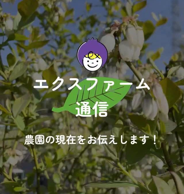 関東最大級　東金ジャンボブルーベリー