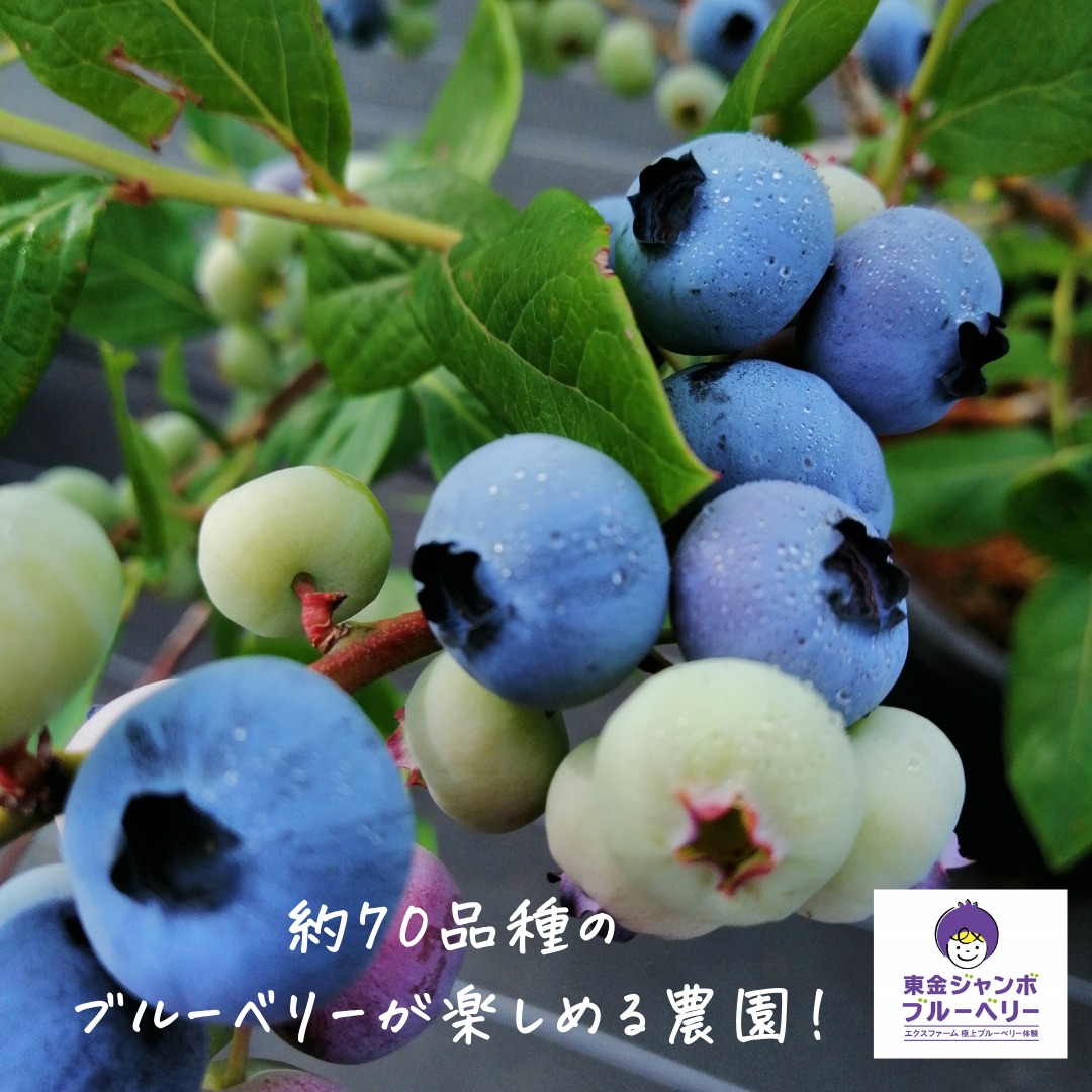 関東最大級　東金ジャンボブルーベリー