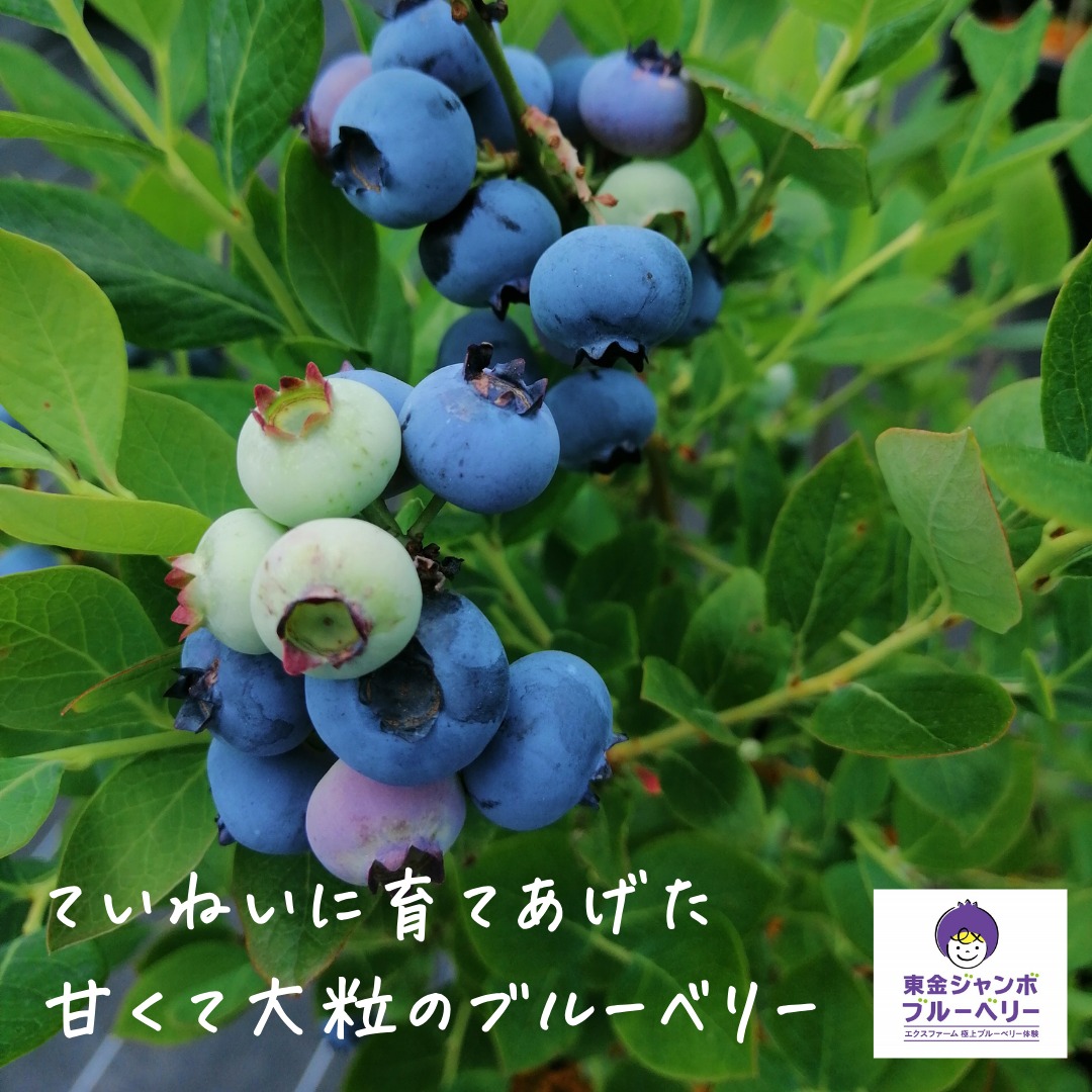 関東最大級　東金ジャンボブルーベリー