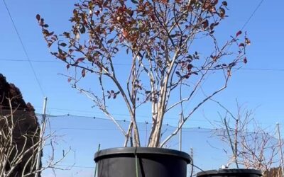 関東最大級　東金ジャンボブルーベリー