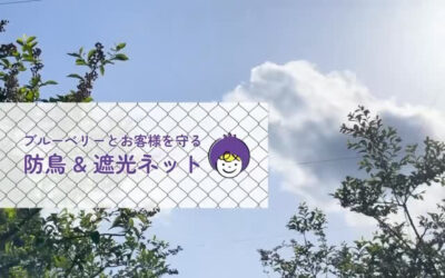 関東最大級 東金ジャンボブルーベリー