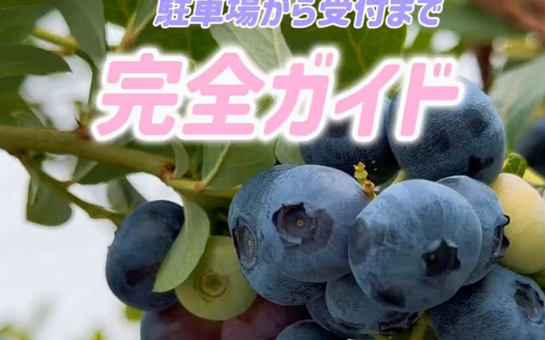 関東最大級　東金ジャンボブルーベリー