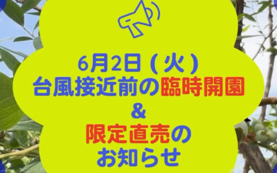関東最大級　東金ジャンボブルーベリー