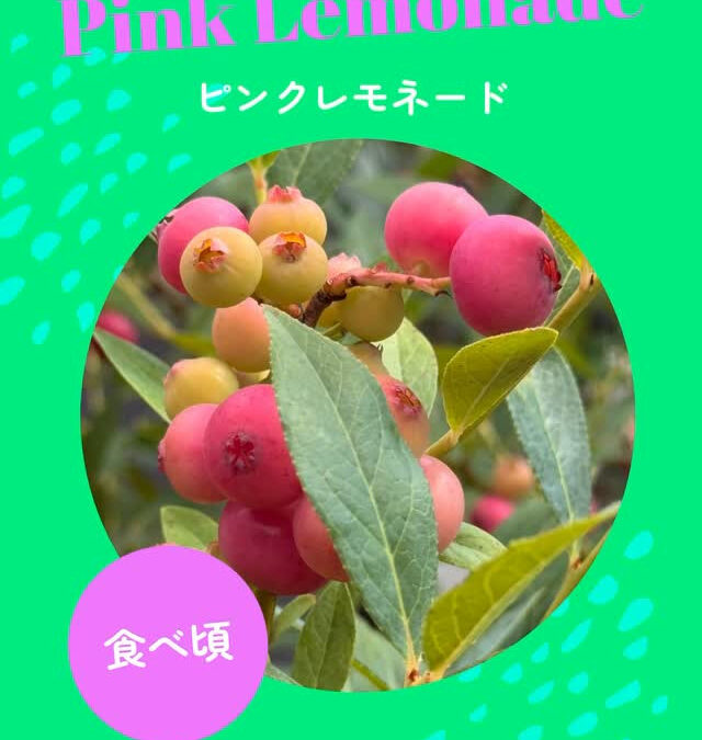 関東最大級　東金ジャンボブルーベリー