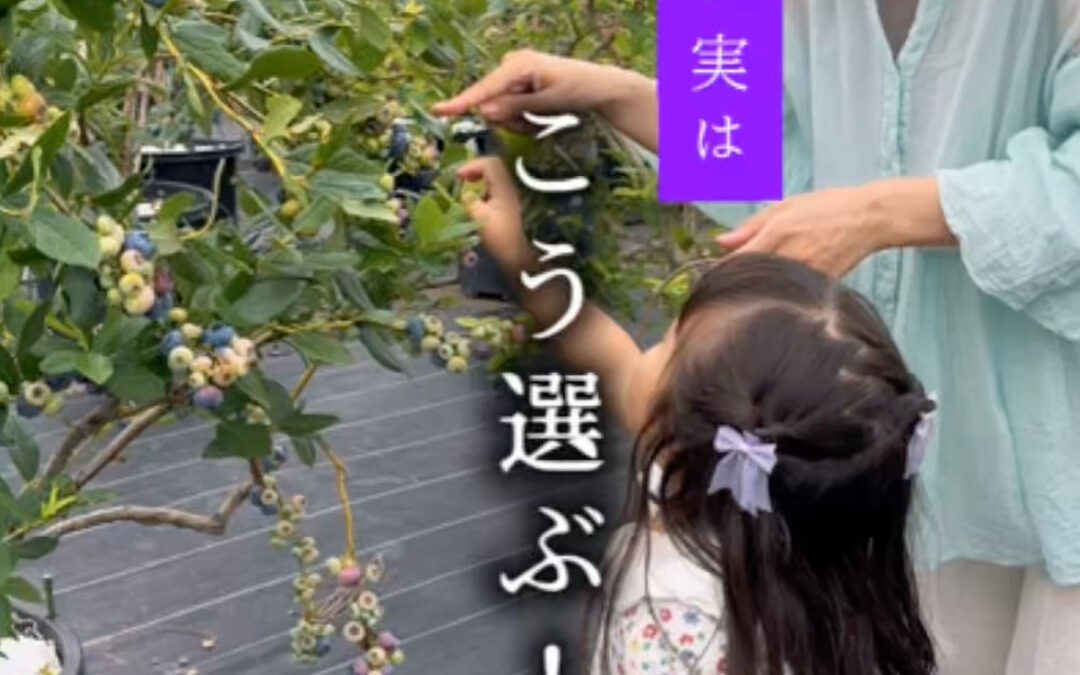 関東最大級　東金ジャンボブルーベリー