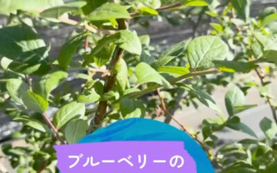 関東最大級 東金ジャンボブルーベリー