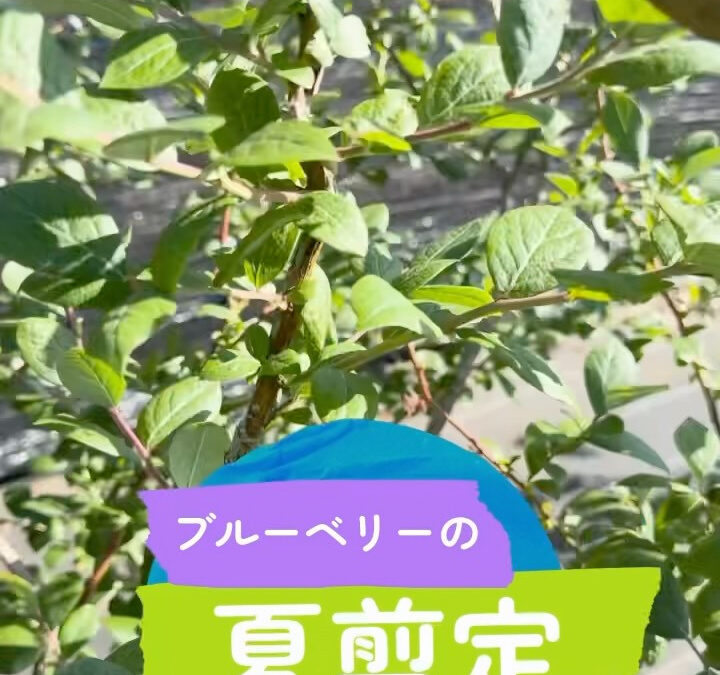 関東最大級　東金ジャンボブルーベリー