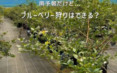 関東最大級　東金ジャンボブルーベリー